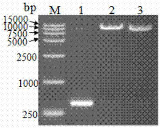 Synthetic root-specific promoter and application thereof