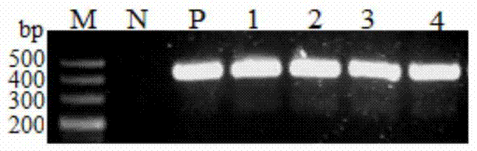 Synthetic root-specific promoter and application thereof