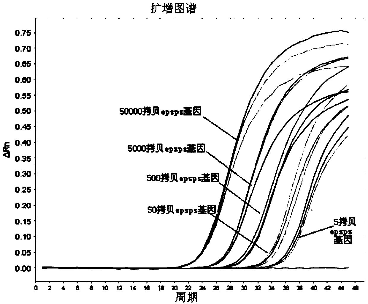 Primer set and probe for accurate identification of two-generation soybean product transgenic epsps gene and its identification method