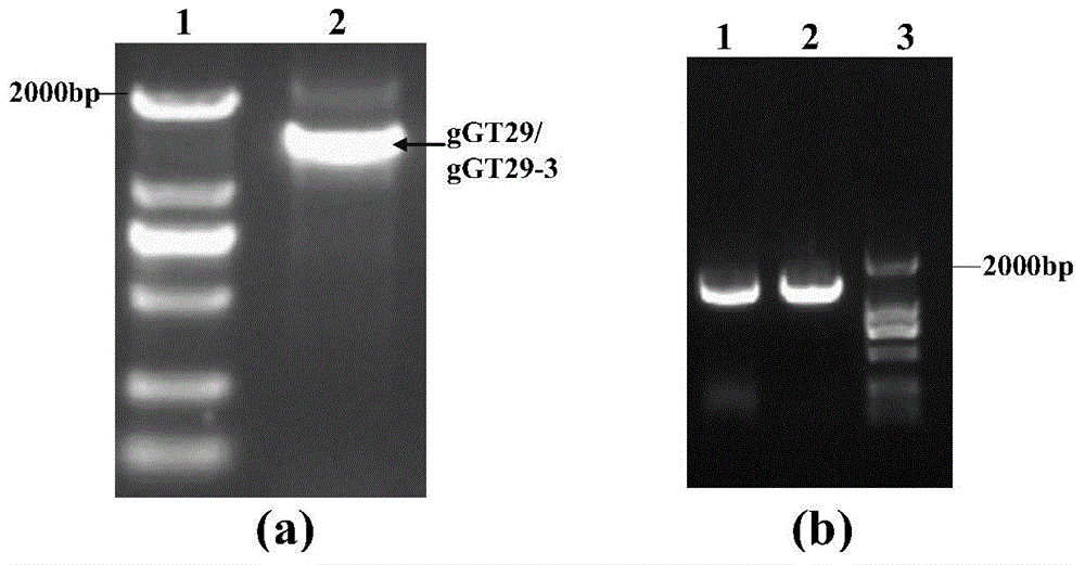 A group of glycosyl transferase, and applications thereof