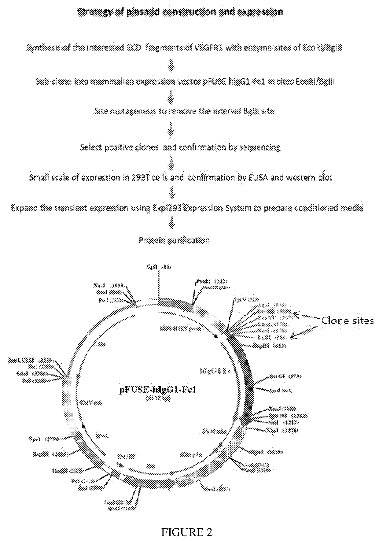 Methods and Compositions for Treatment of Angiogenic Disorders Using Anti-VEGF Agents