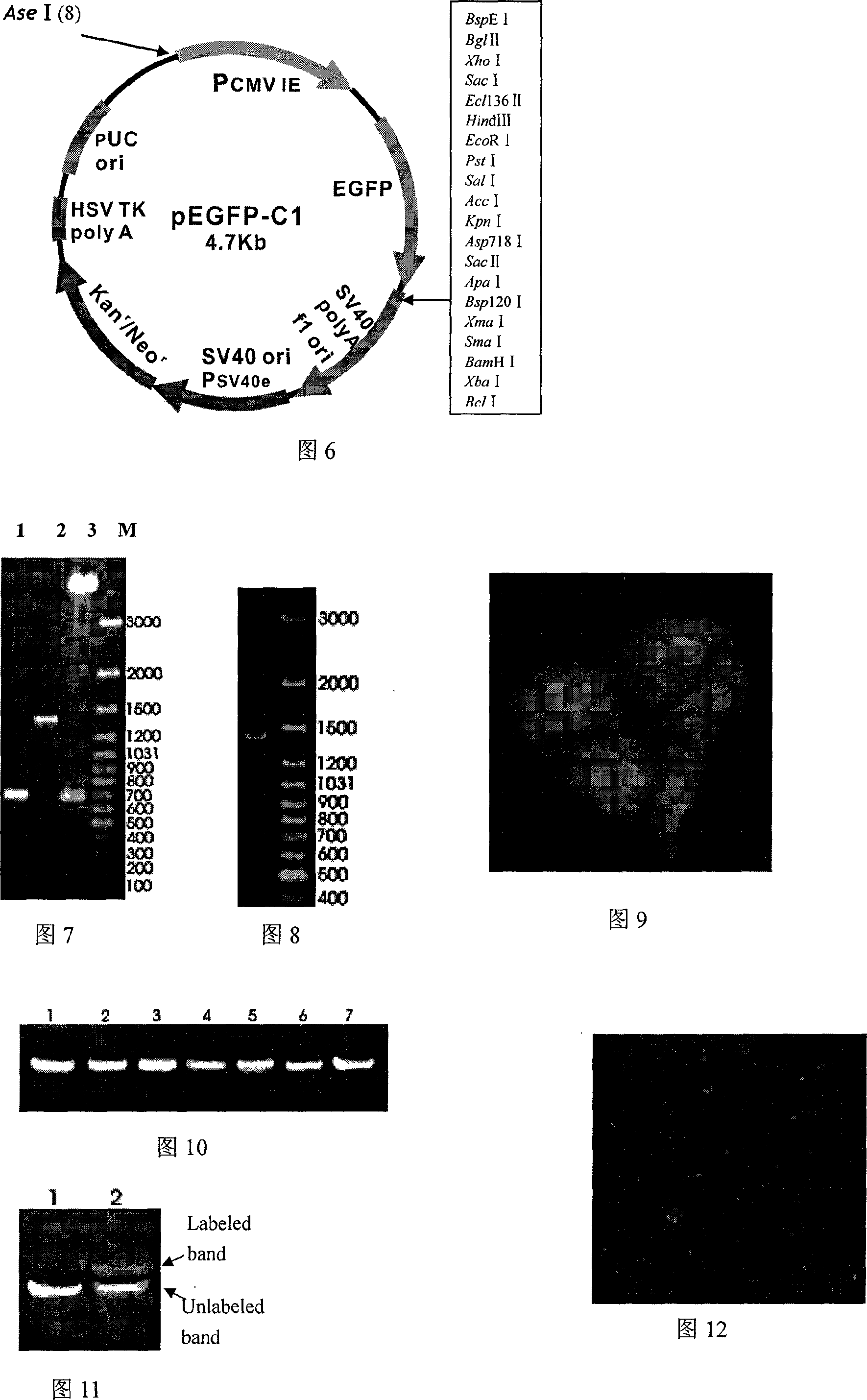 siRNA disturbing rdrp gene function of SARS virus