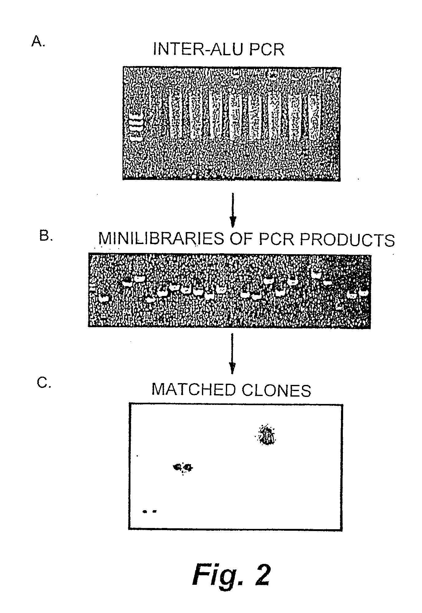 Methods and products related to genotyping and DNA analysis