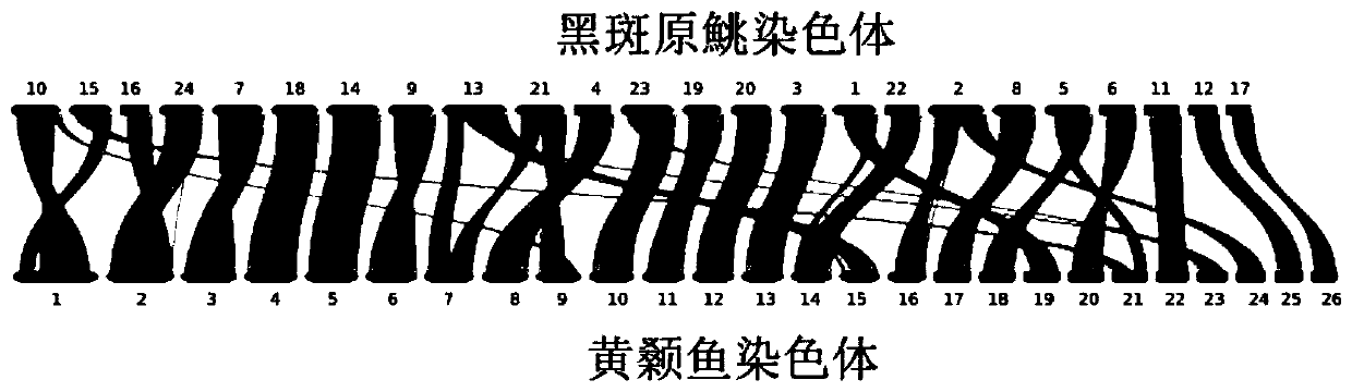 Method for comparative analysis of ancient chromosome evolution of sisoridae fishes