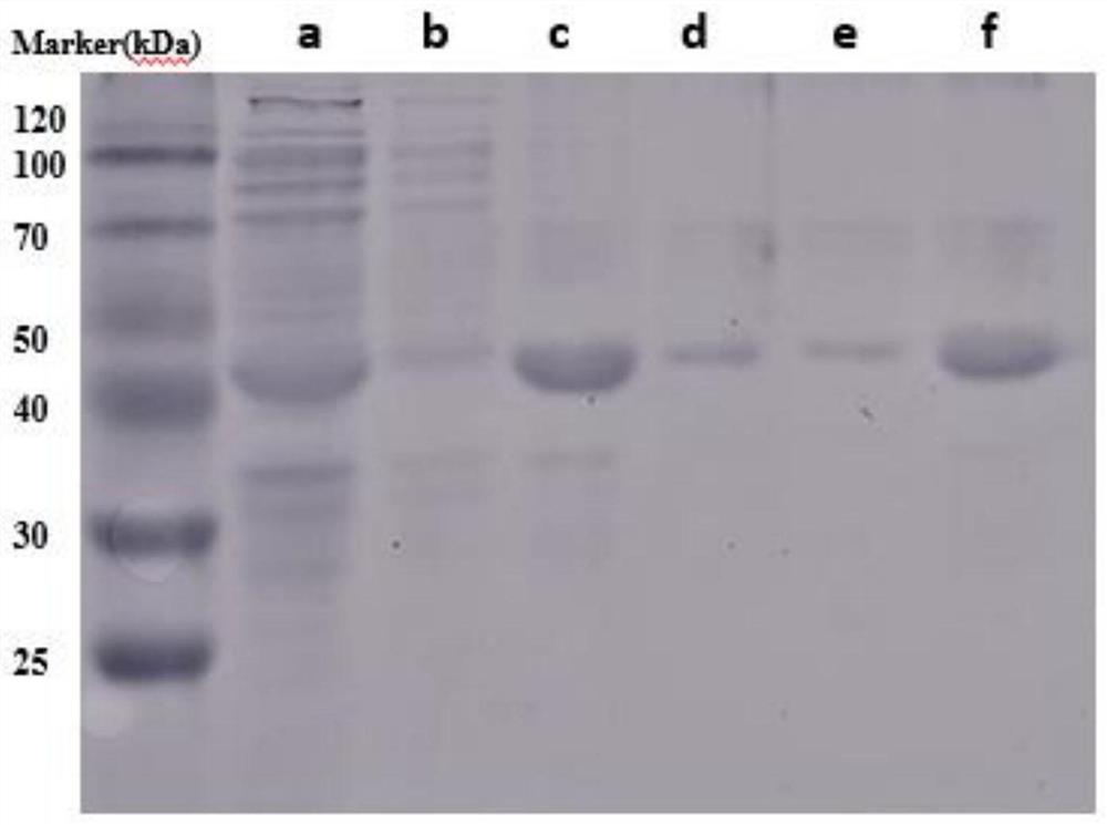 Design and synthesis method of a kind of spidroin protein and spinning