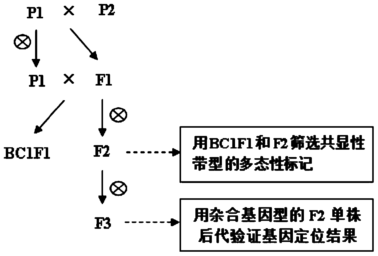 Method for simultaneously positioning multiple genes