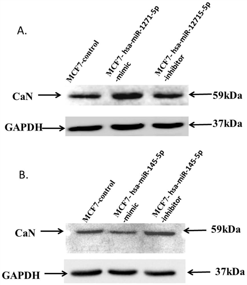 Application of hsa-mir-145-5p in the treatment of breast cancer