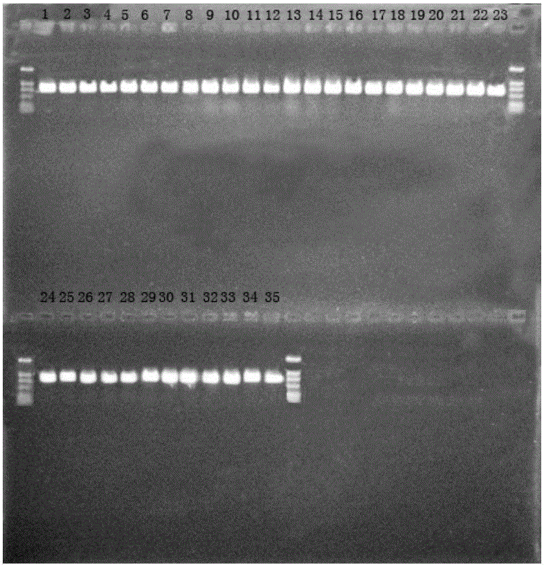 Rapid source-tracking method of lactobacillus fermenti, combined sequences used for method, and construction method of combined sequences