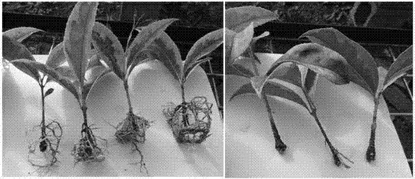 Formula of color osmanthus plug cutting substrate on basis of earthworm cast and application method of formula