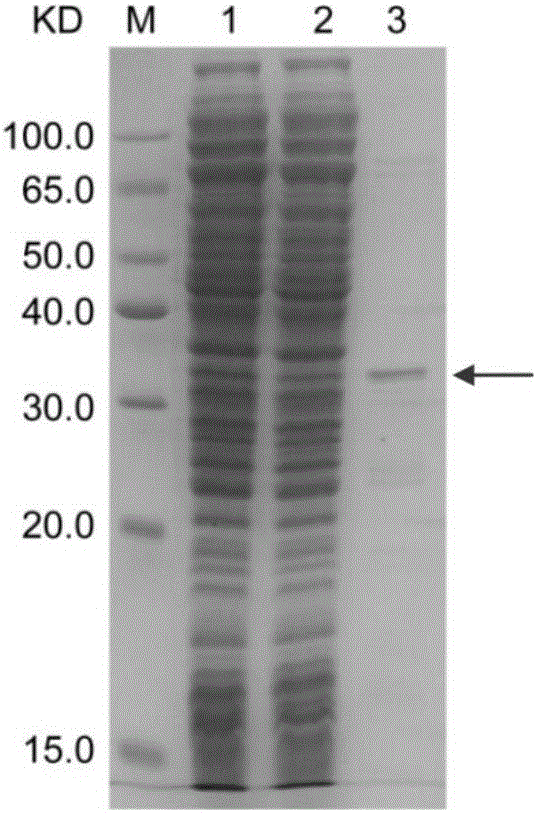 Method for transducing buffalo embryo with PEP-1 peptide concatemer mediated green fluorescent protein