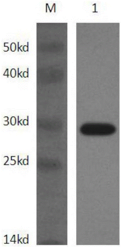 Method for transducing buffalo embryo with PEP-1 peptide concatemer mediated green fluorescent protein