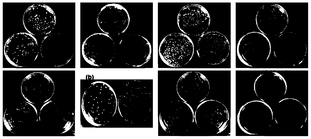 Catalytic composite anti-bacterial fiber and preparation method and application thereof