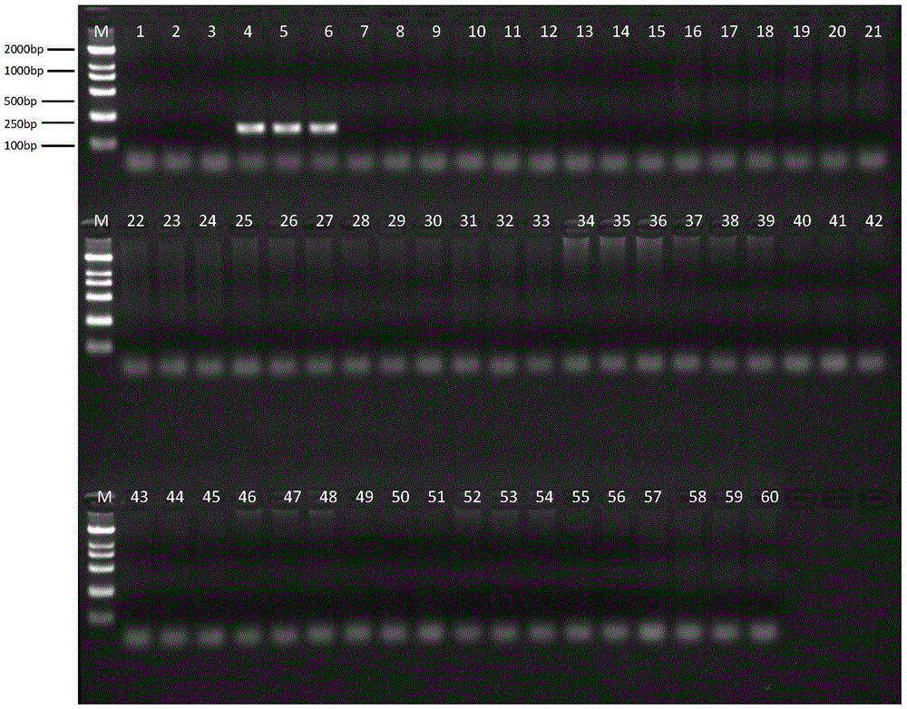 Detection kit for pig origin component identification and detection of multi-species origin components in products