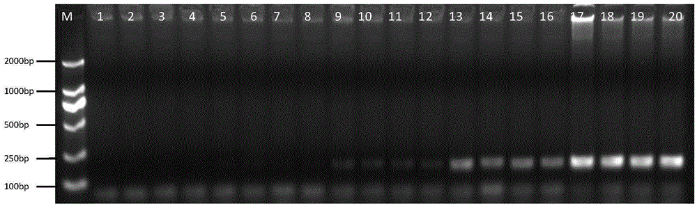 Detection kit for pig origin component identification and detection of multi-species origin components in products