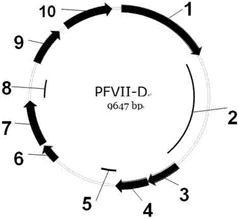 Improved human blood coagulation factor FVII-Fc fusion protein and preparation method and application thereof