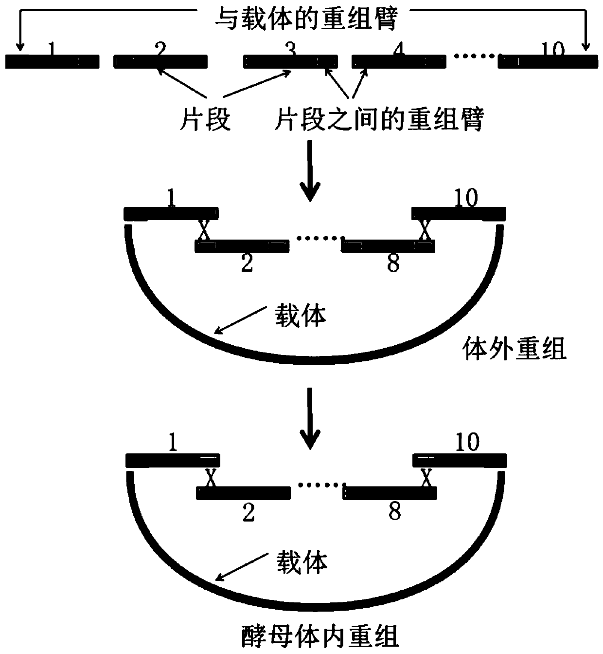 Multi-fragment DNA assembly kit, multi-fragment DNA assembly method and application thereof