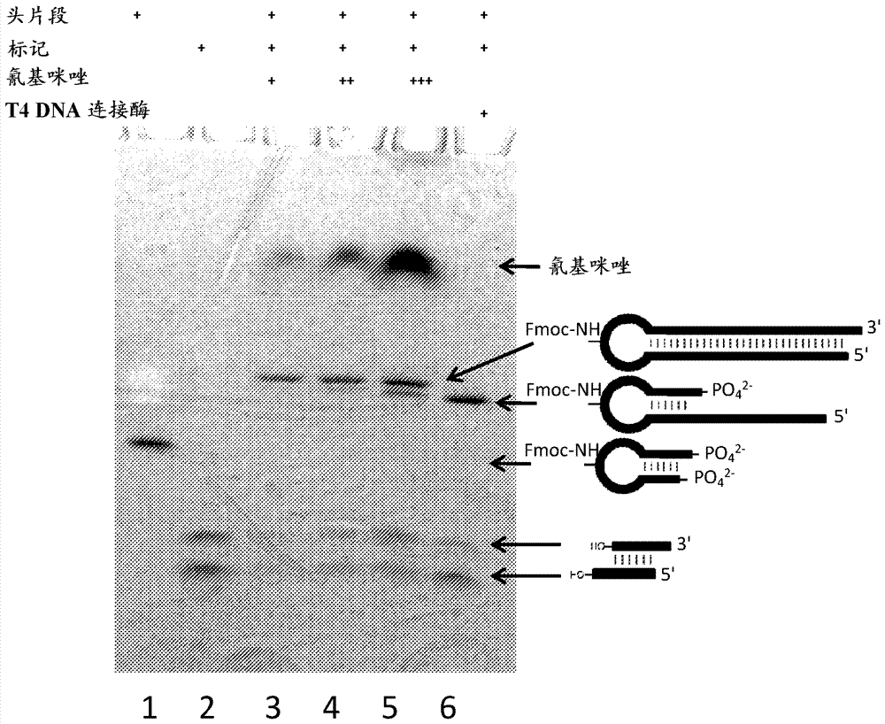 Methods for tagging dna-encoded libraries