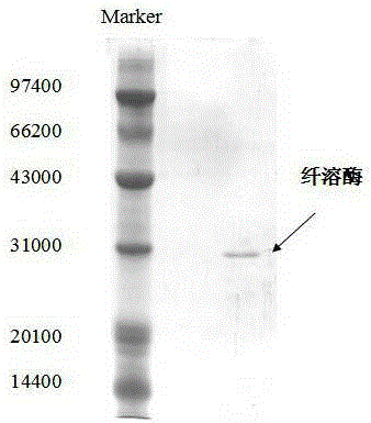 Preparation method of actinomycetes fibrinolytic enzyme