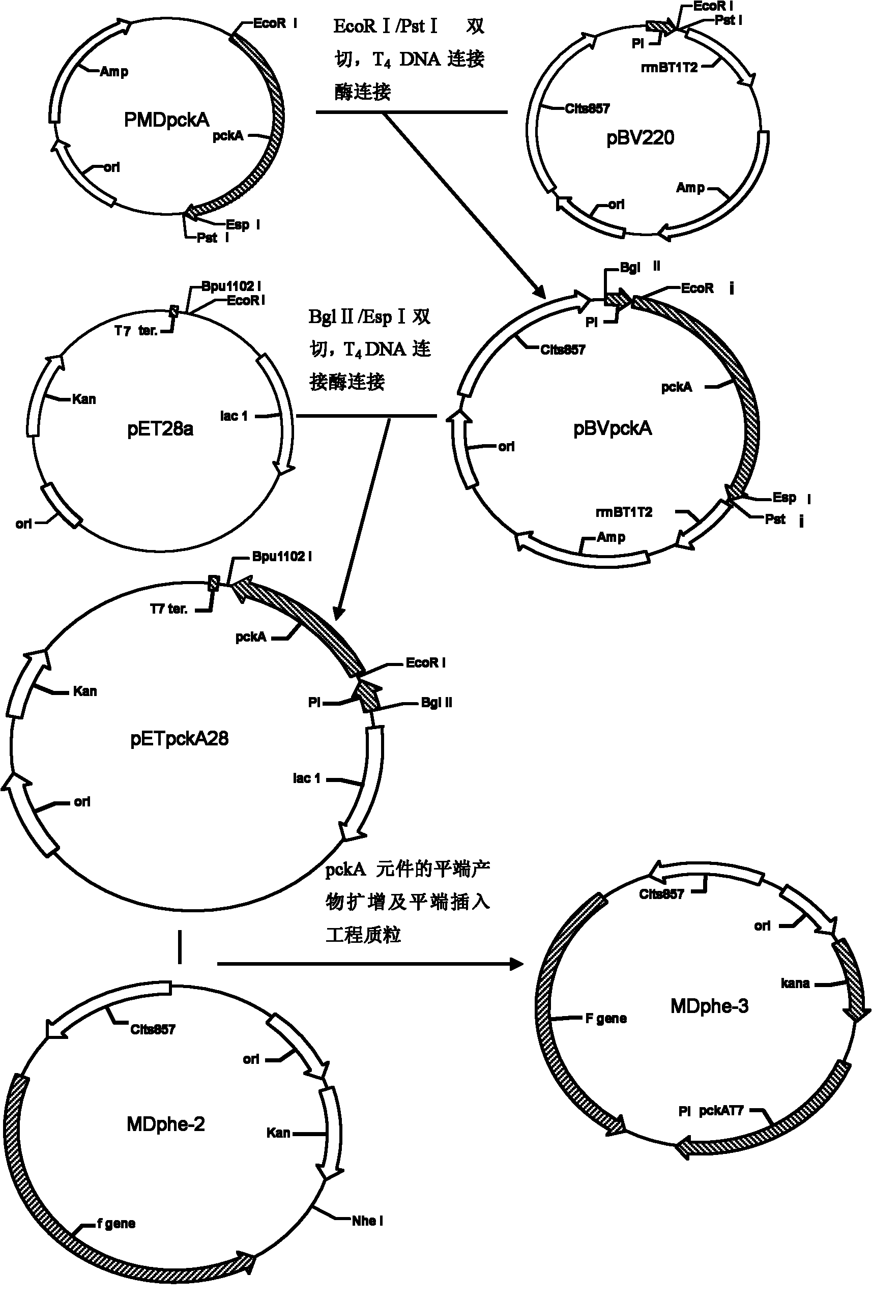 Method for improving acid production rate of L-phenylalanine genetic engineering bacterial