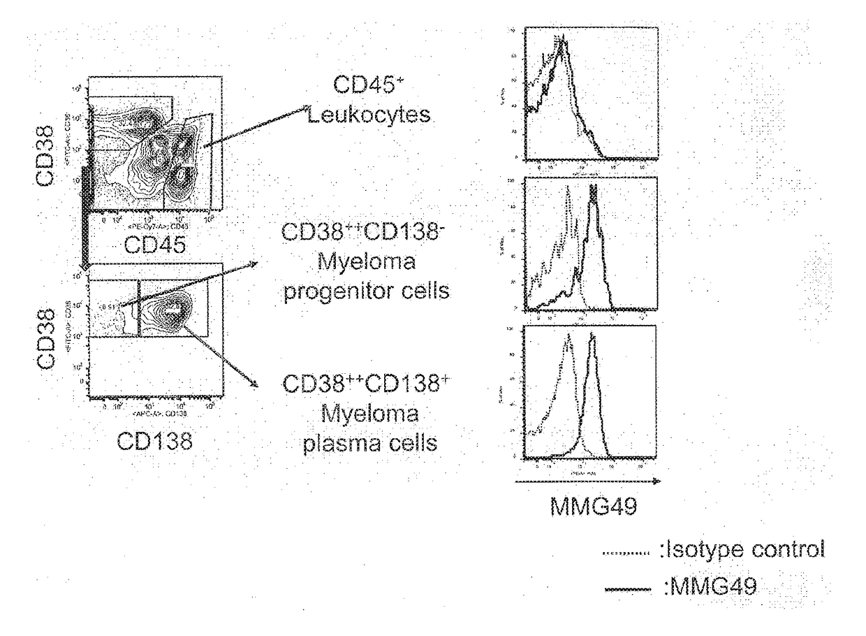 Antibody