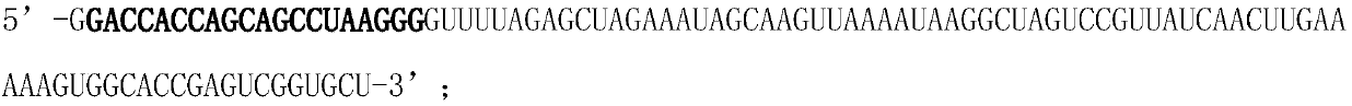 Hematopoietic stem cell gene modification method for targeting hemoglobin HBB mutant gene