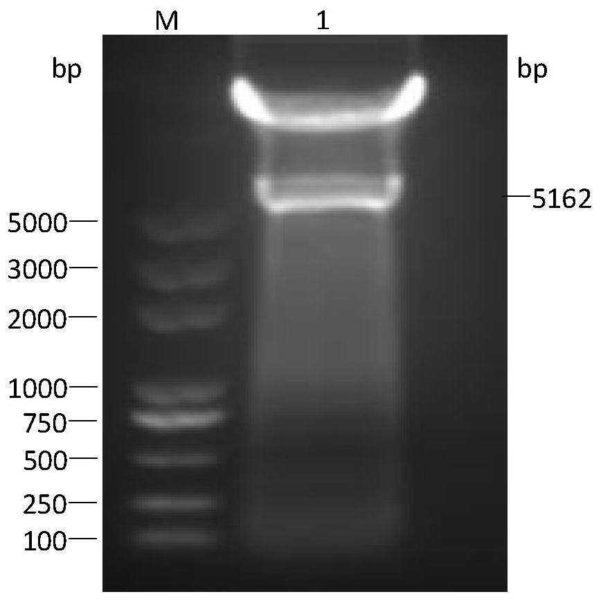 Whole genome infectious clone of mink enteritis parvovirus and its construction method and application