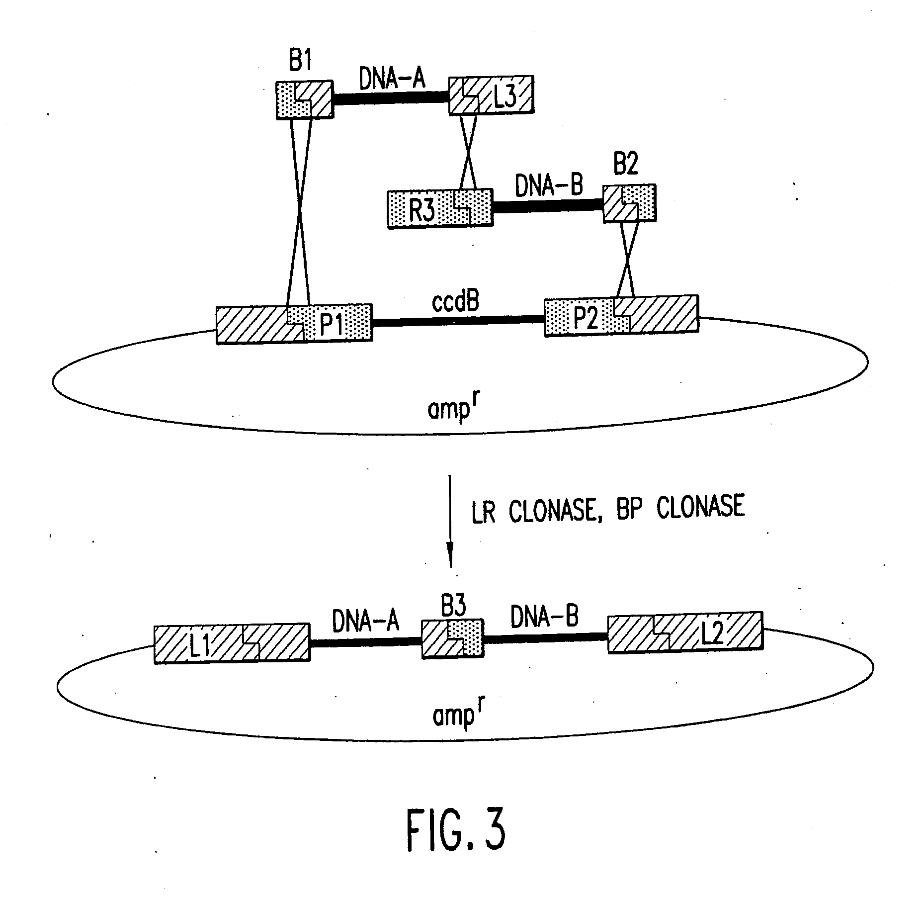 Methods and compositions for synthesis of nucleic acid molecules using multiple recognition sites