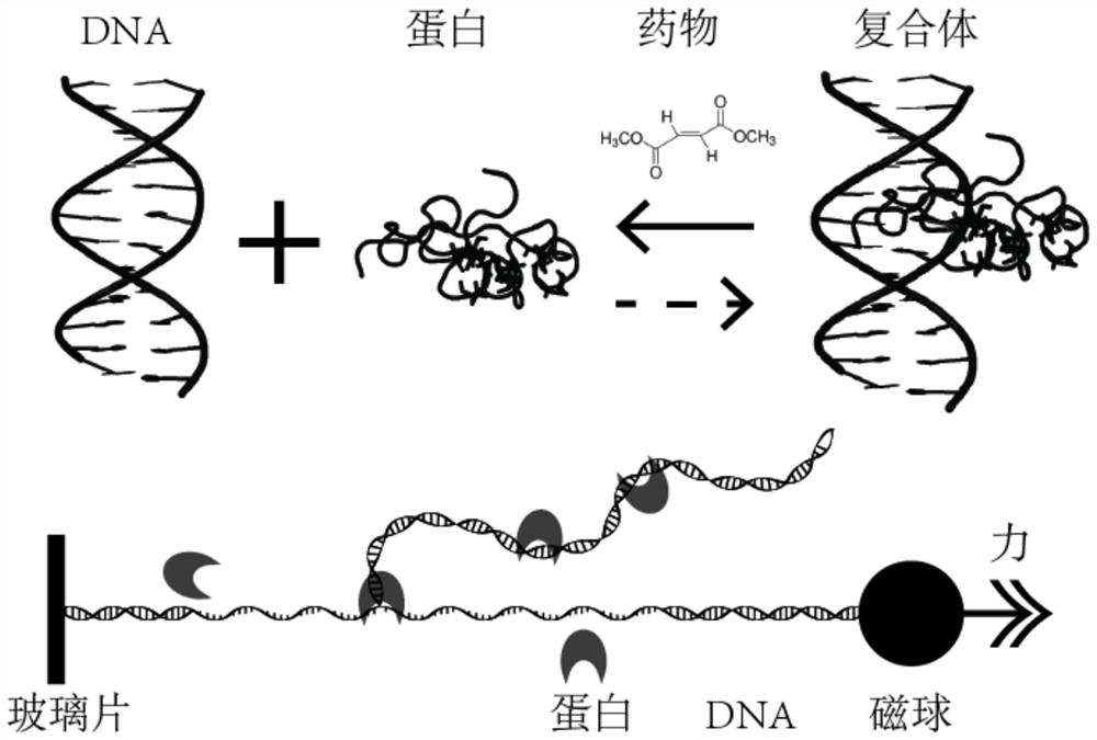 Single-molecule mechanical method for measuring inhibition of small-molecule drug on protein and nucleic acid interaction