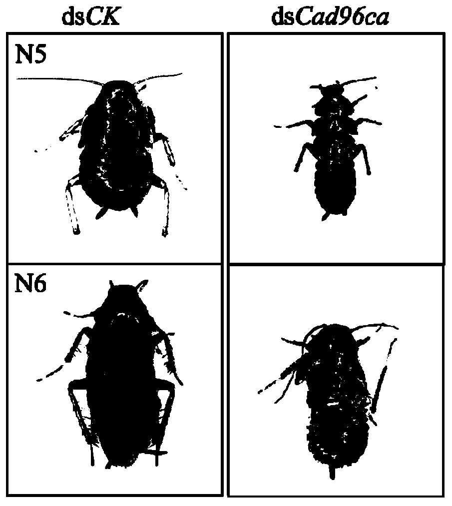 Cad96ca gene related to German cockroach epidermal development, dsRNA of gene as well as preparation method and application of dsRNA