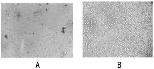 Sheep testis immortalized cell domestication method suitable for full suspension culture