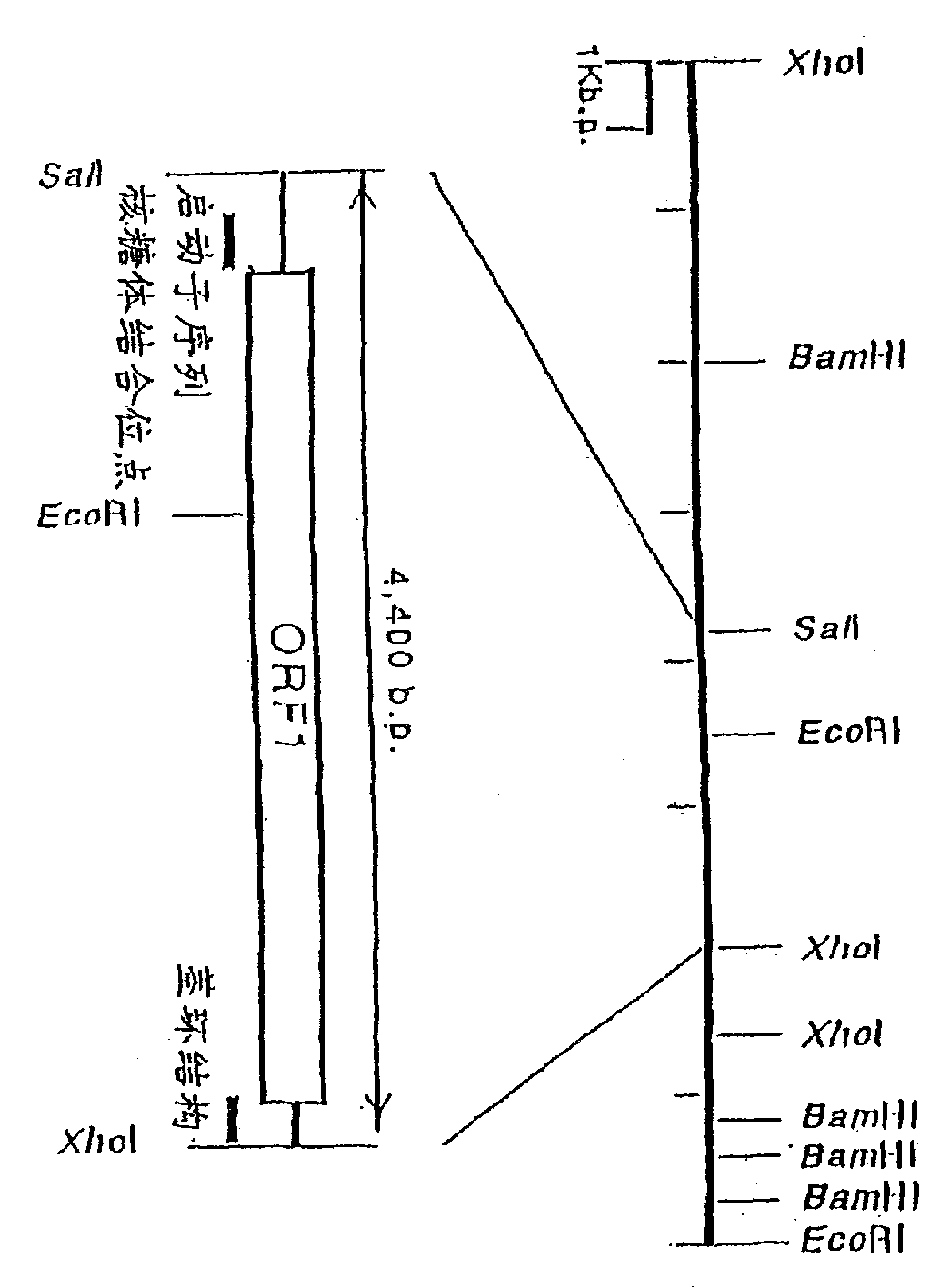 Alph-ketoglutaric acid dehydrase gene