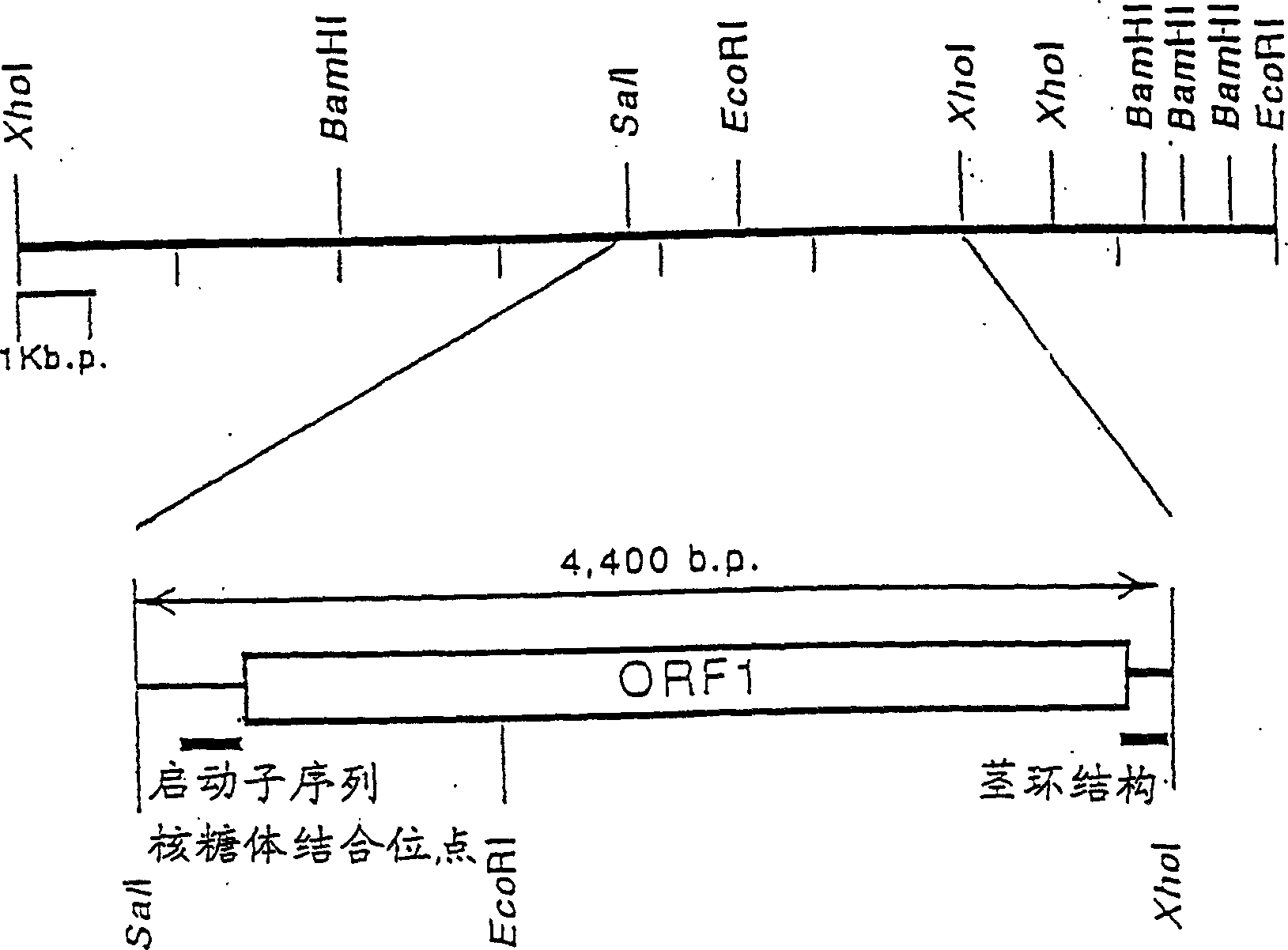 Alph-ketoglutaric acid dehydrase gene