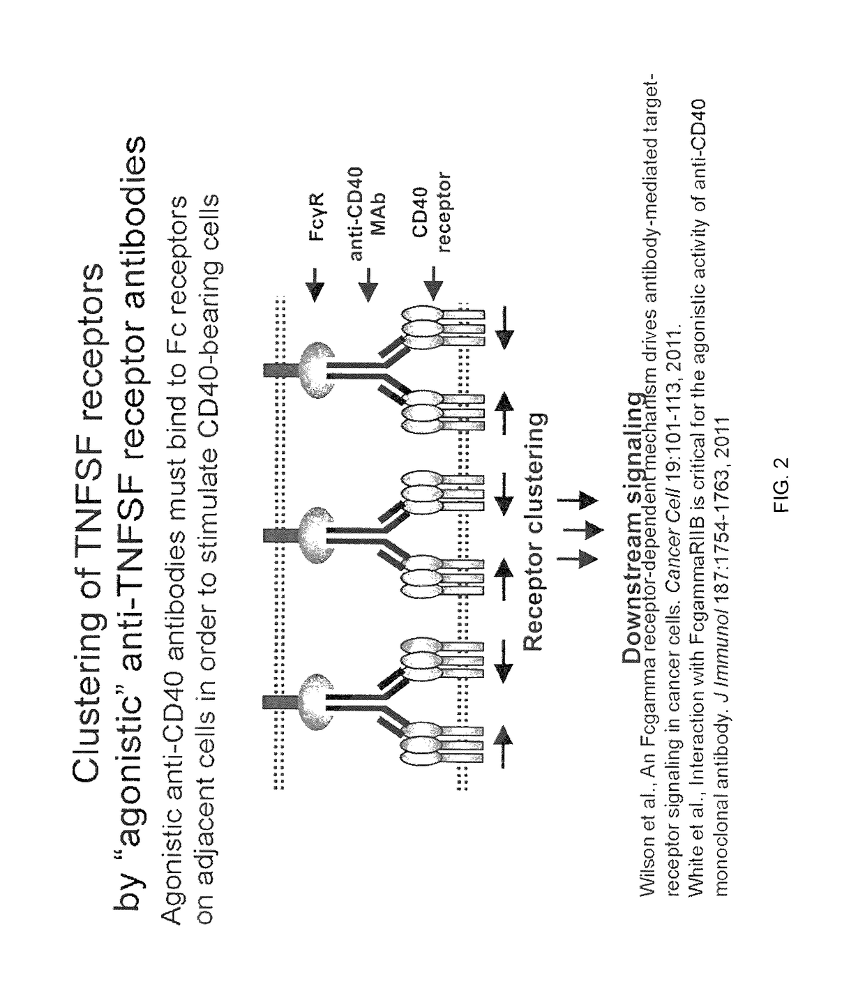 Composition comprised of antigen linked to a TNF superfamily ligand