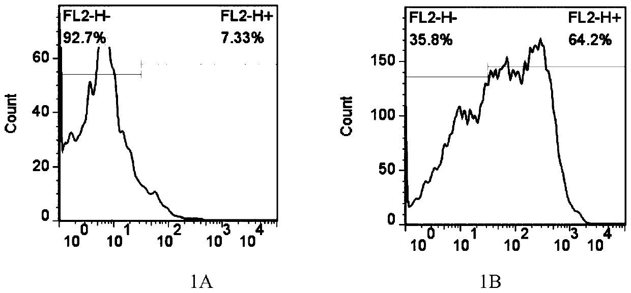 Construction method of MRFFT2 cells