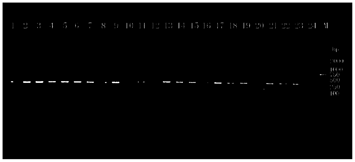 Specific detection molecular markers 3283 and 3316 for Yersinia enterocolitica and rapid detection method for Yersinia enterocolitica