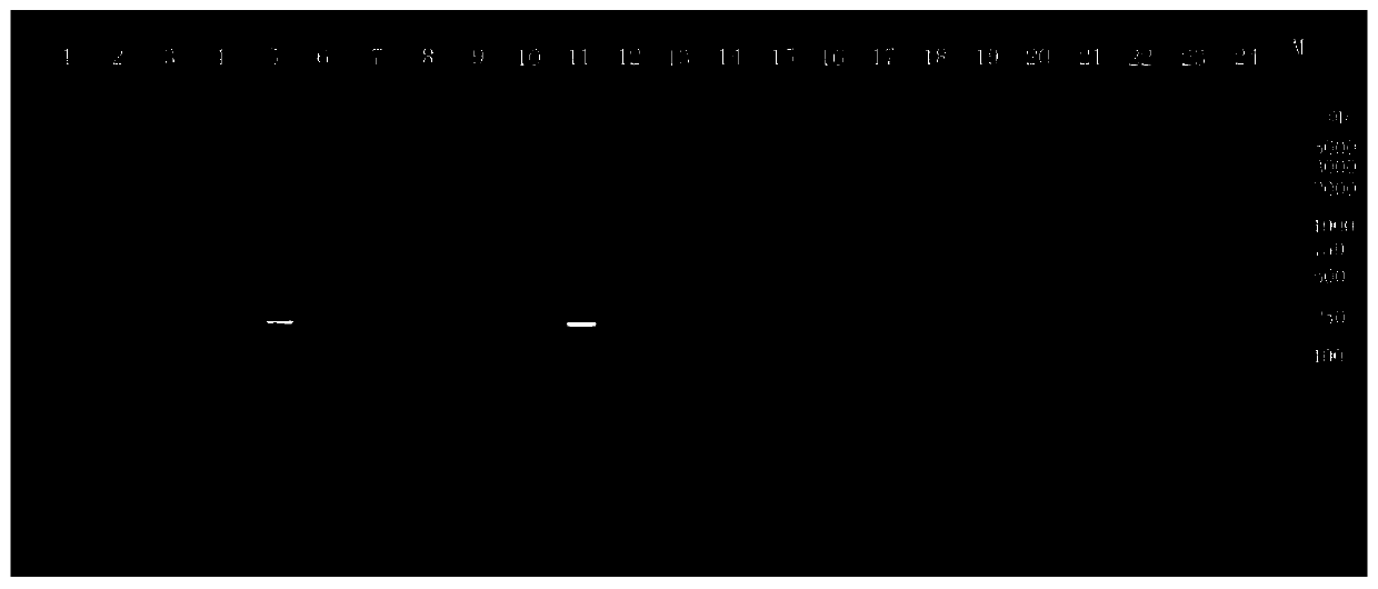 Specific detection molecular markers 3283 and 3316 for Yersinia enterocolitica and rapid detection method for Yersinia enterocolitica