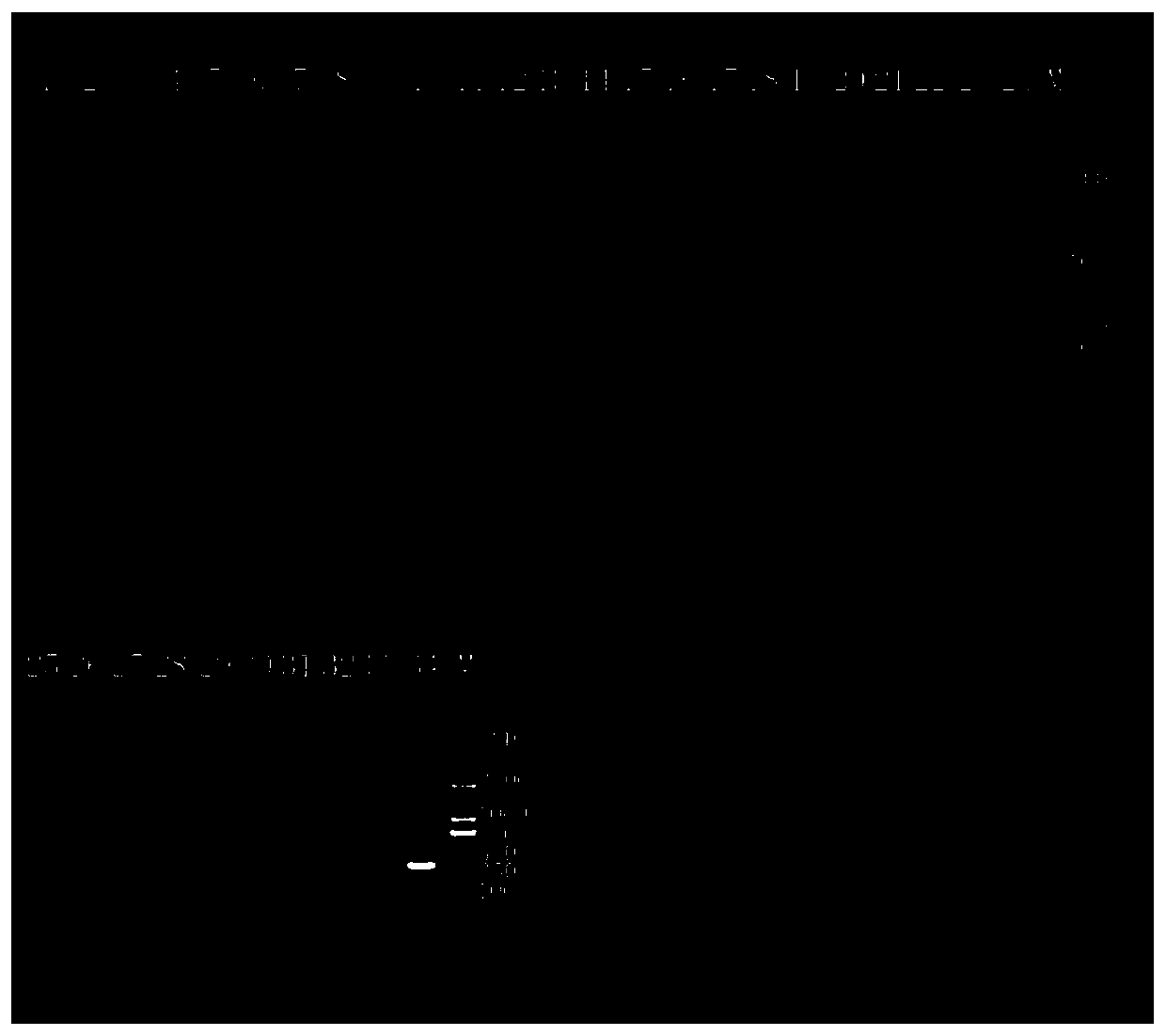 Specific detection molecular markers 3283 and 3316 for Yersinia enterocolitica and rapid detection method for Yersinia enterocolitica