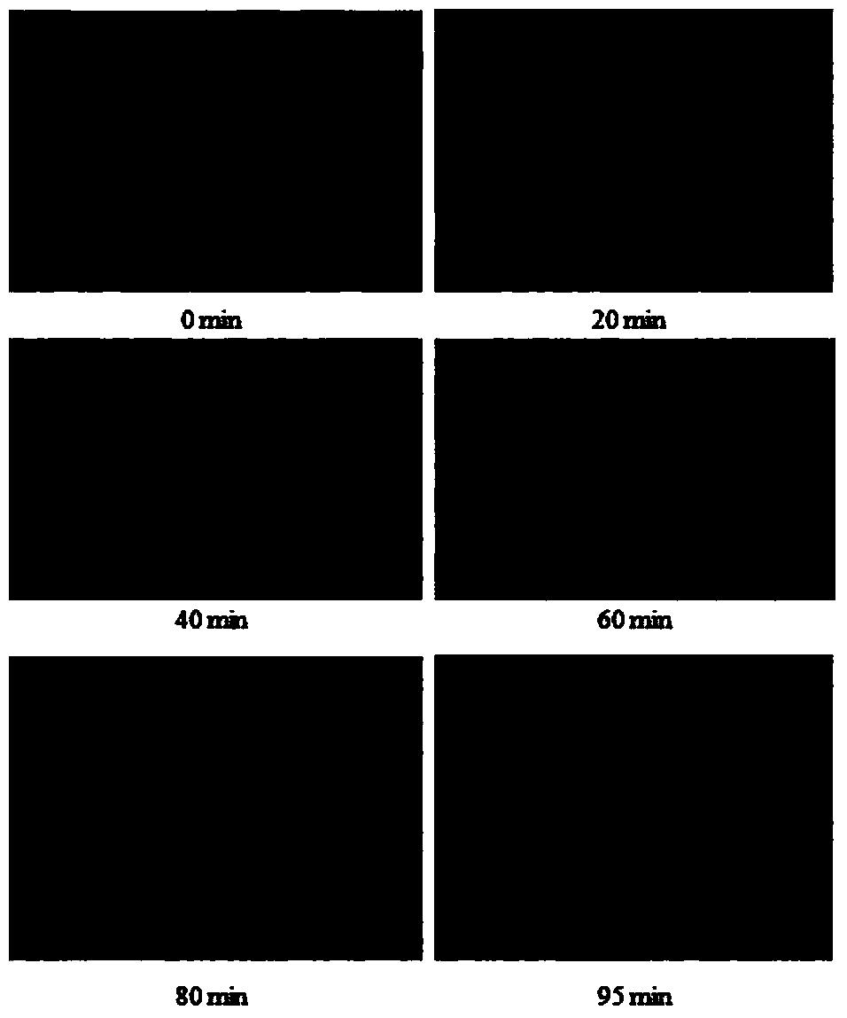 Method for counting microcystis population cells