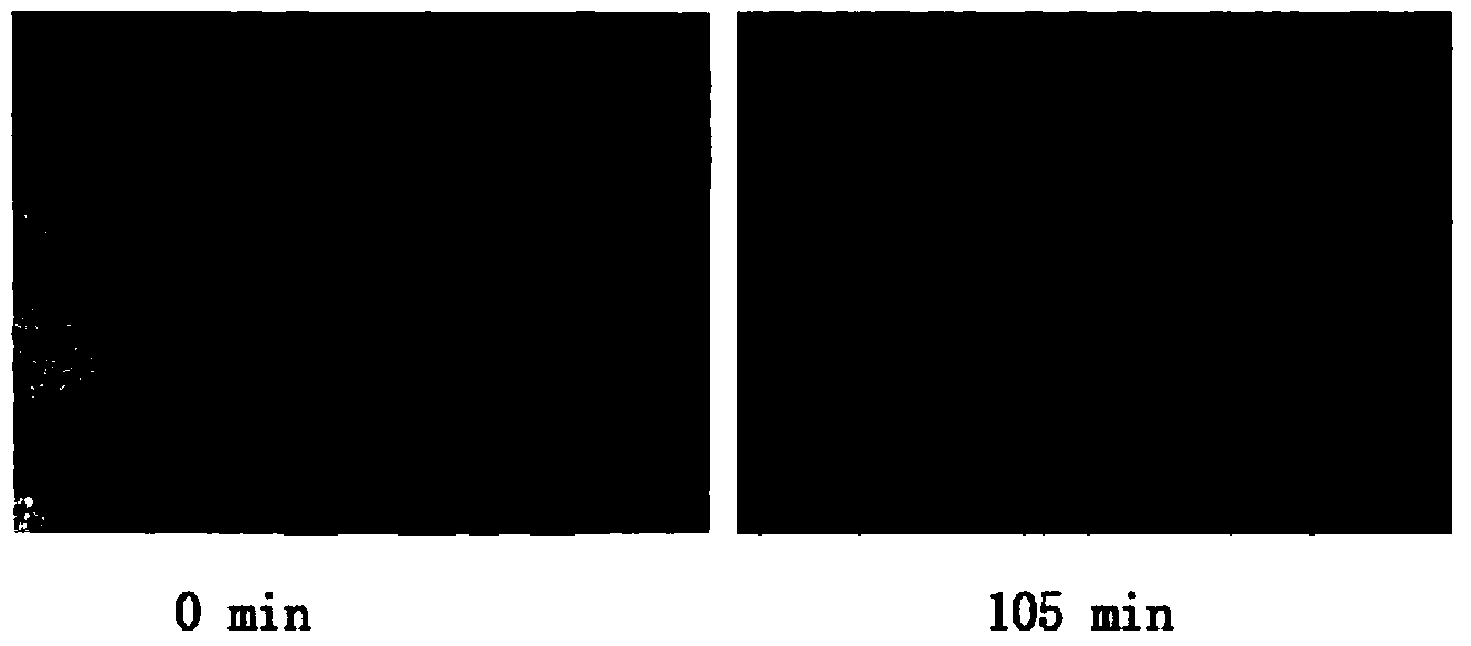 Method for counting microcystis population cells