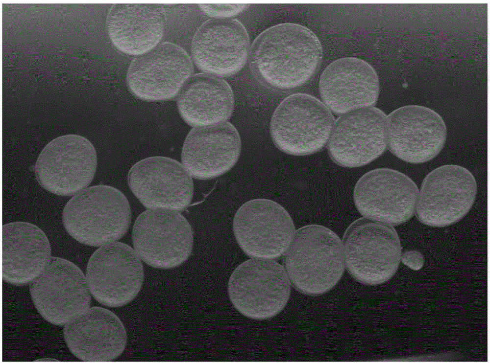 Fish breeding method for improving CRISPR-Cas9 gene editing and passage efficiency through fish roe preserving fluid