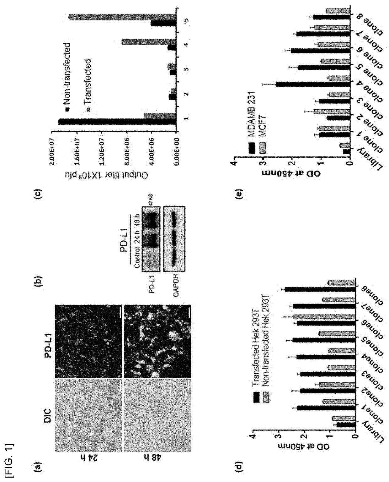 Peptide bound to pd-l1 and use thereof