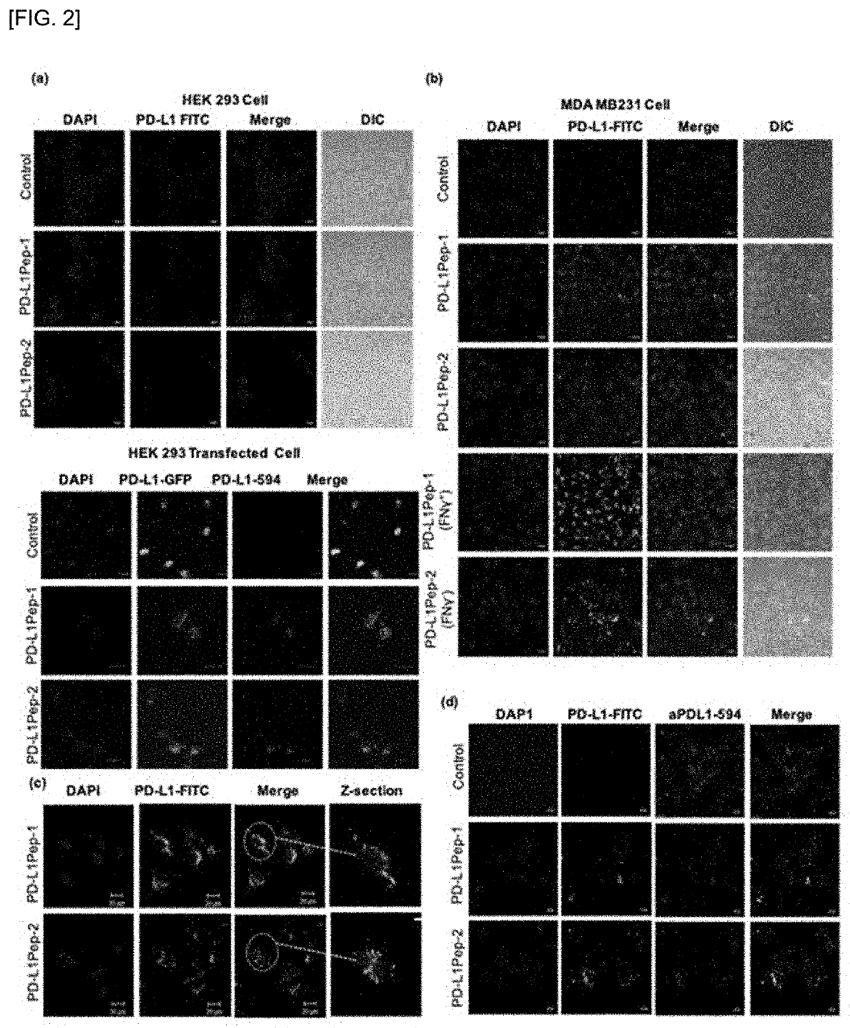 Peptide bound to pd-l1 and use thereof