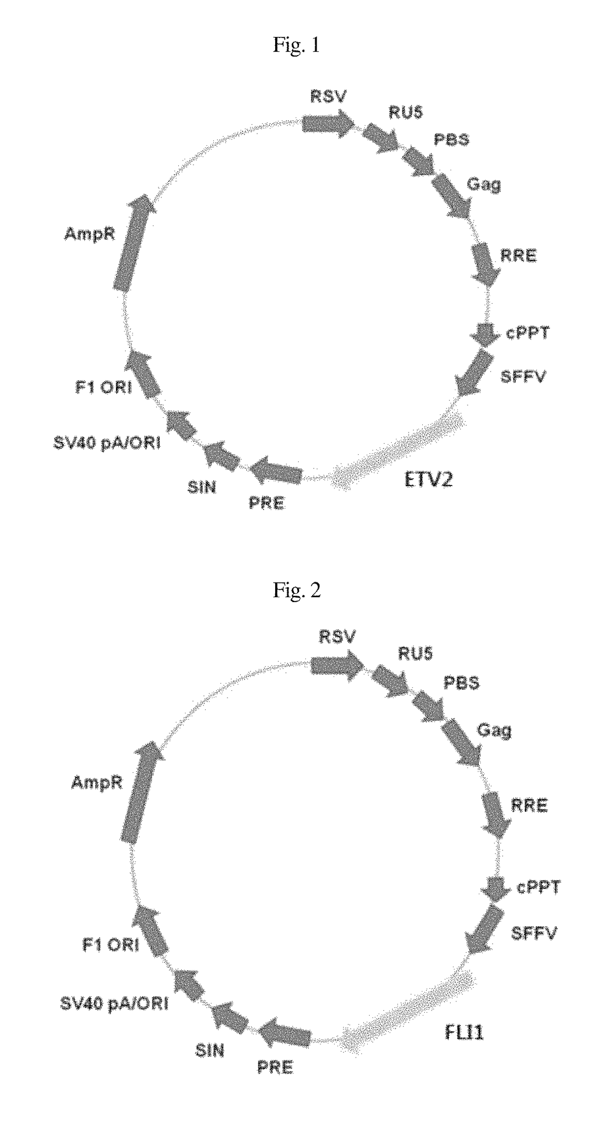 Composition for inducing direct transdifferentiation of somatic cell into vascular progenitor cell, and use thereof