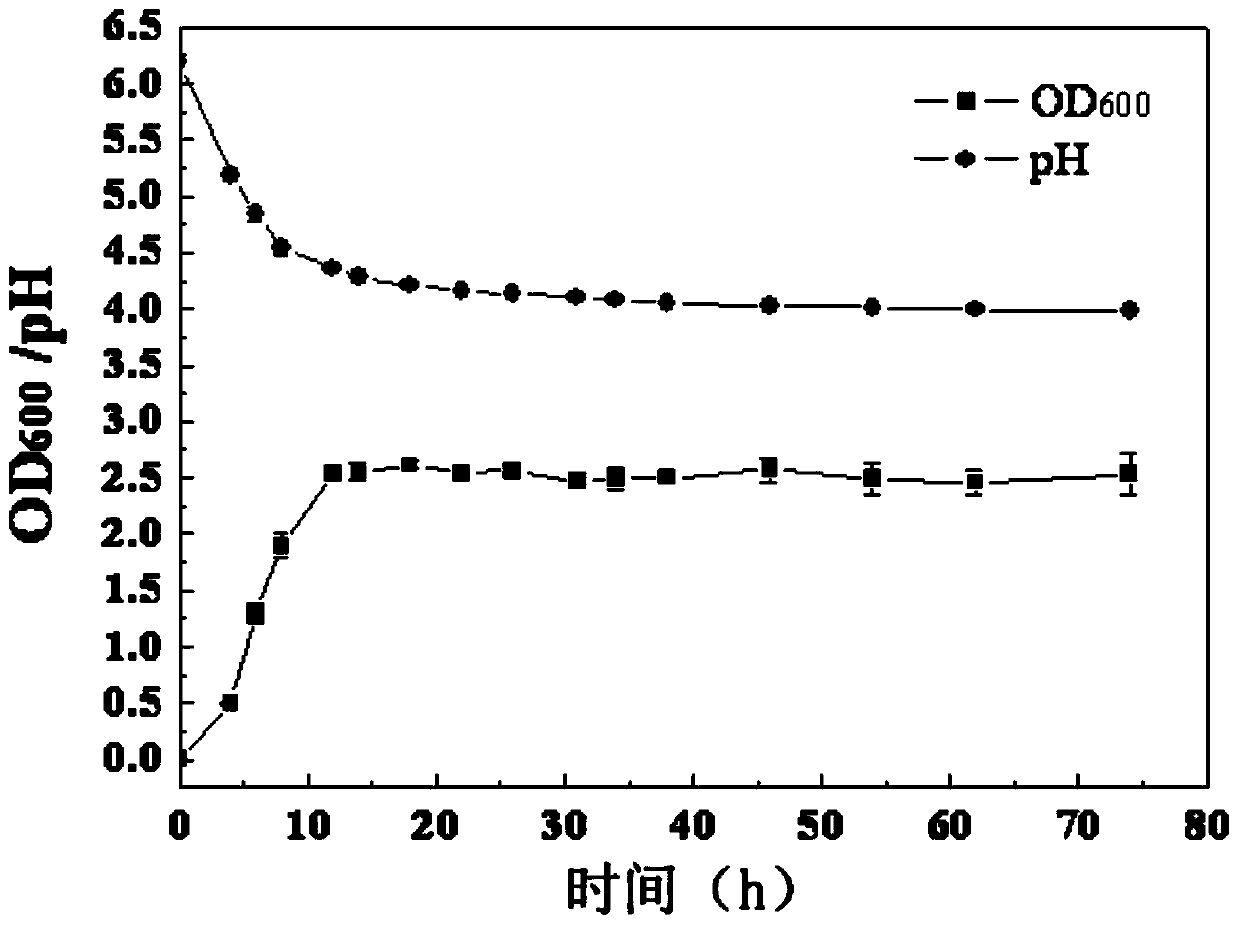 A kind of lactobacillus flexus and its application