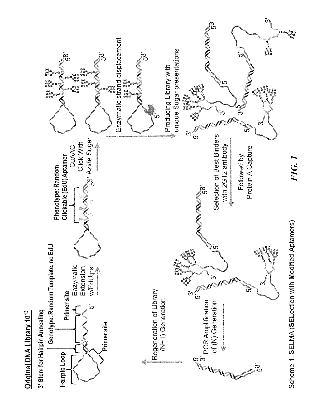 High temperature selection of nucleotide-supported carbohydrate vaccines and resulting glycosylated oligonucleotides