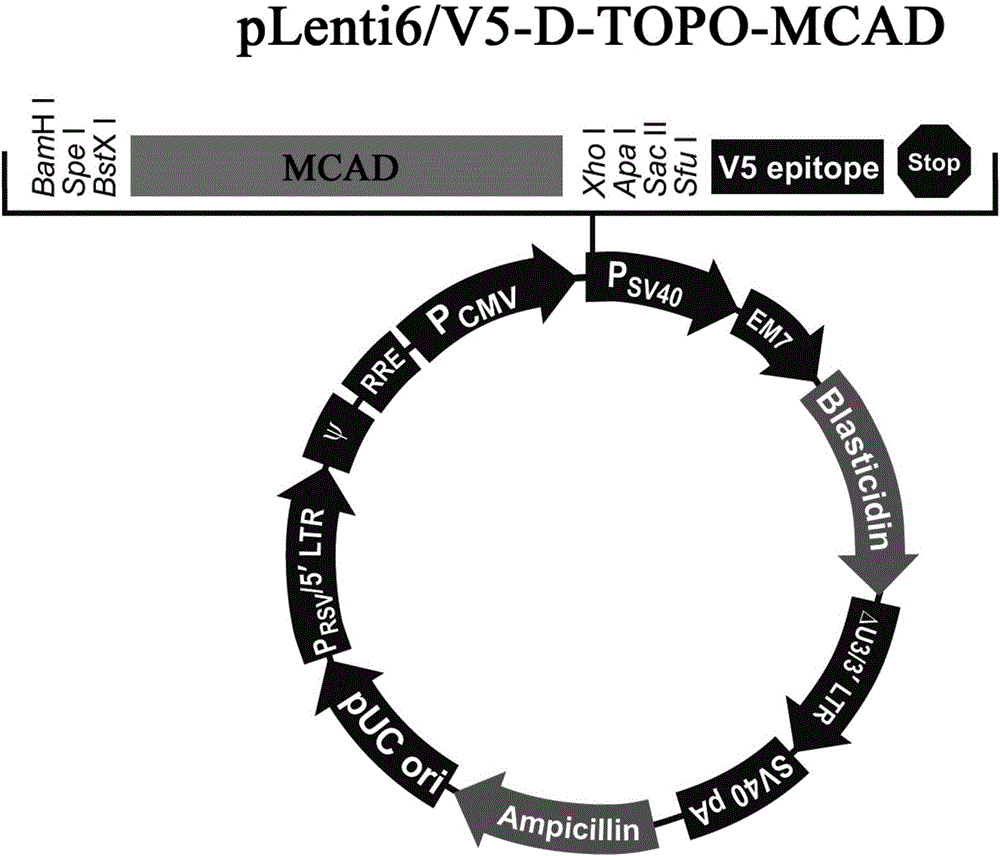 Immune cell with anti-tumor function and application thereof