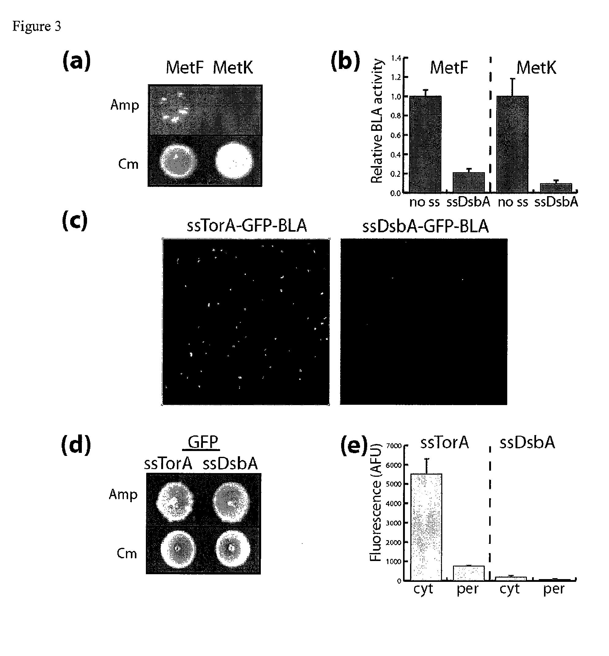 Genetic selection for protein folding and solubility in the bacterial periplasm