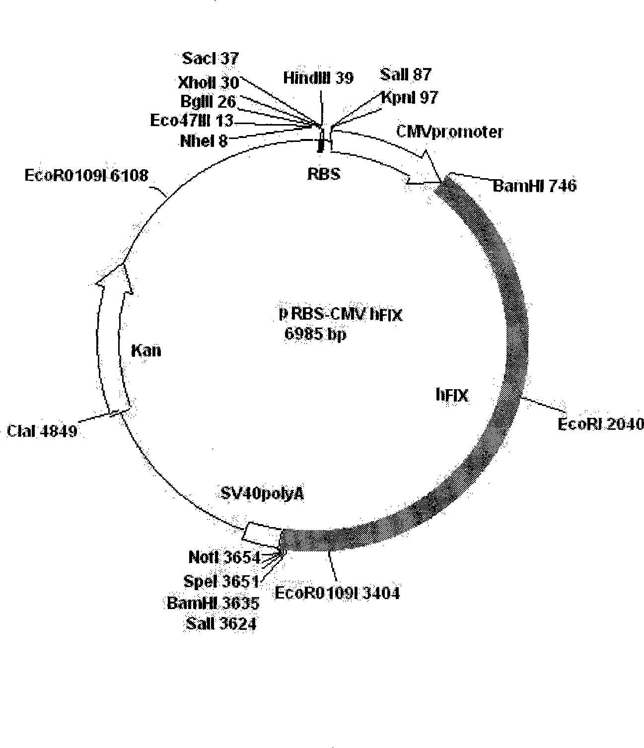 Non-blood serum preparation of recombinant human blood coagulation factor IX