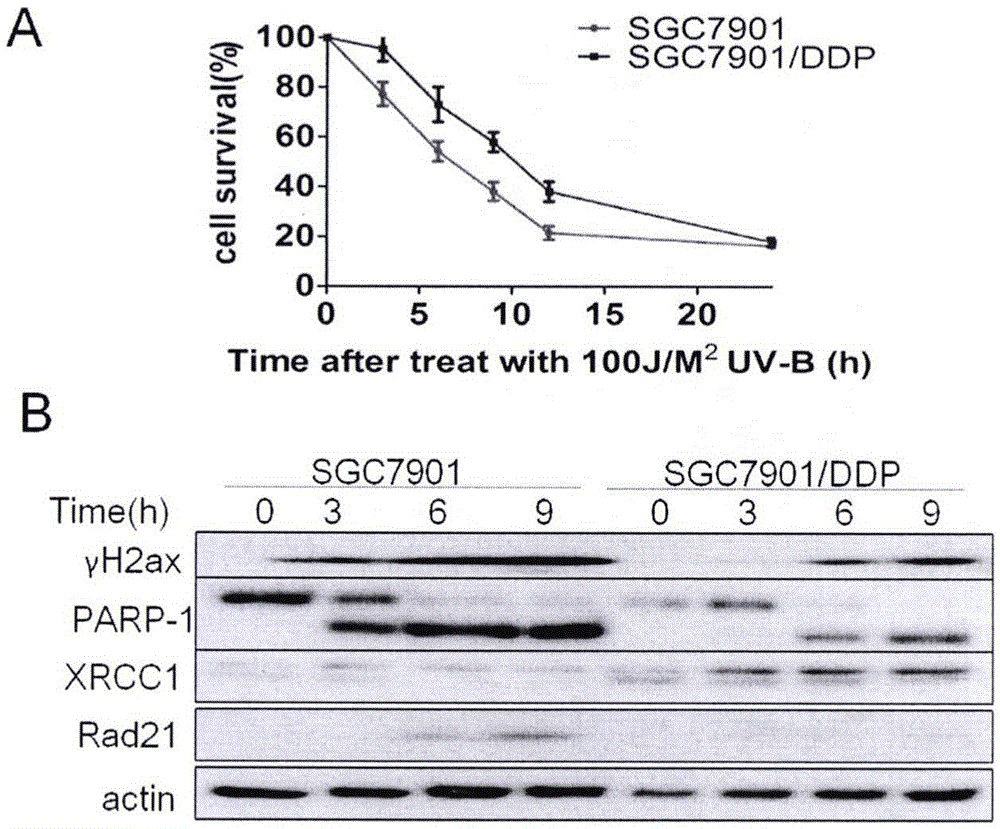 Use of CX4945 for preparation of drug having reversal effect on gastric cancer cisplatin-resistant radiation tolerance