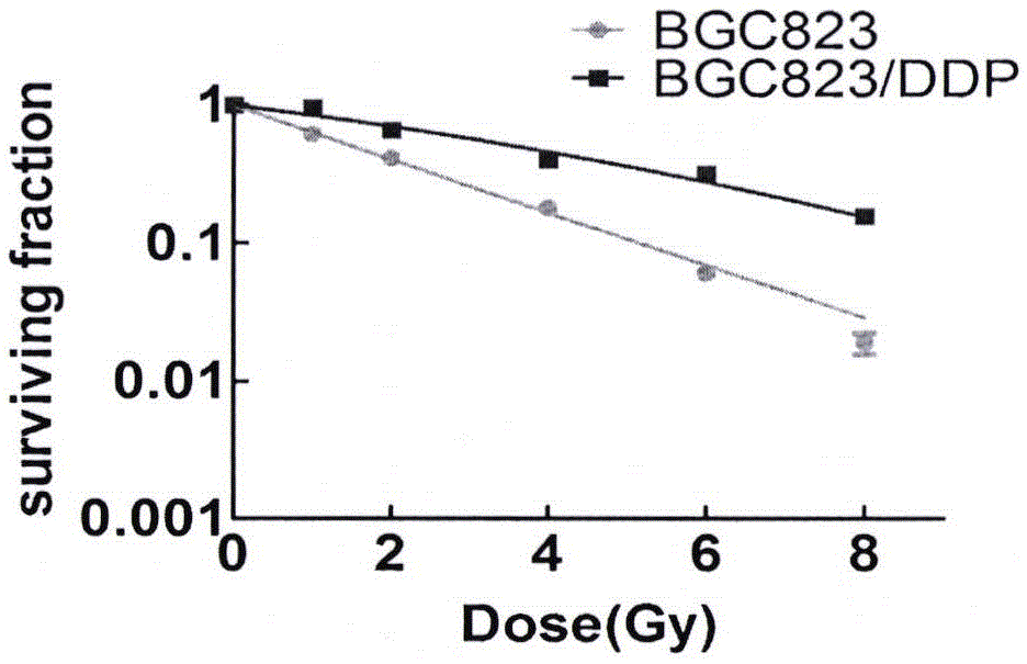 Use of CX4945 for preparation of drug having reversal effect on gastric cancer cisplatin-resistant radiation tolerance